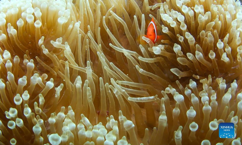 Photo taken on Sept. 28, 2021 shows a clownfish and sea anemone in the waters of Fenjiezhou Island of Hainan Province, south China. (Xinhua/Yang Guanyu)