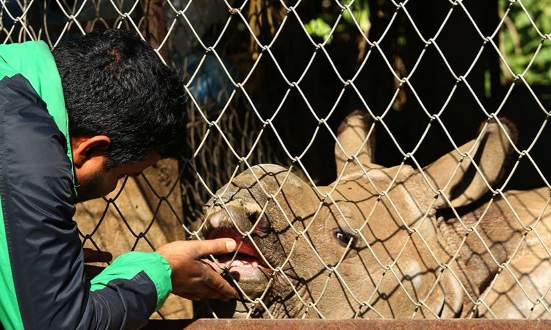 A baby rhino is examined by a doctor at the premises of National Trust for Nature Conservation at Chitwan National Park, Nepal, Jan. 7, 2018.(Photo: Xinhua)
