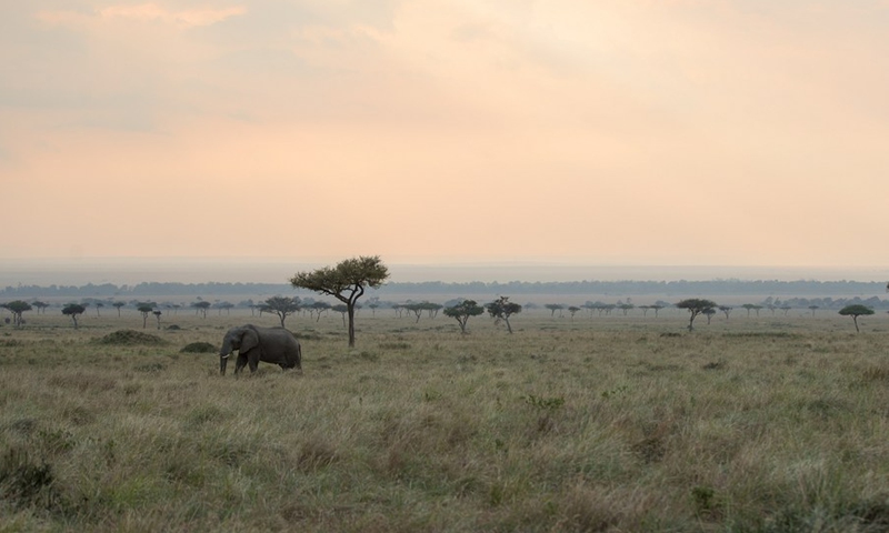 Photo taken on Aug. 30, 2021 shows an elephant at Maasai Mara National Reserve in southwestern Kenya. (Photo: Xinhua)