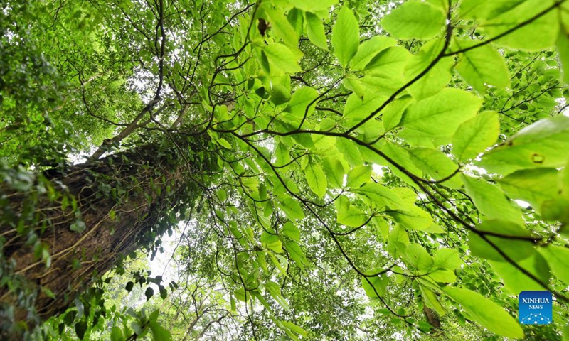 Photo taken on Oct. 8, 2021 shows an emmenopterys henryi tree in the Longquanshan city forest park in Chengdu, southwest China's Sichuan Province. A total of 35 emmenopterys henryi trees have been found in the city forest park. The plant is under China's second-class protection. (Xinhua/Liu Kun)