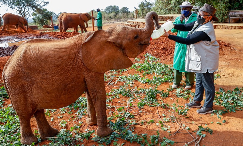 Kenya's First Lady Margaret Kenyatta (R) feeds an elephant at Sheldrick Wildlife Trust's elephant orphanage in Nairobi, capital of Kenya, Sept. 21, 2021.(Photo: Xinhua)