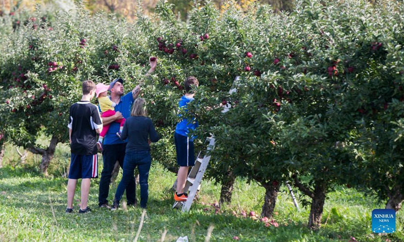 People take part in an apple harvest activity during Canada's Thanksgiving Day at an orchard in Brampton, Ontario, Canada, on Oct. 11, 2021. Canada's Thanksgiving Day is marked on the second Monday in October every year. (Photo by Zou Zheng/Xinhua)

