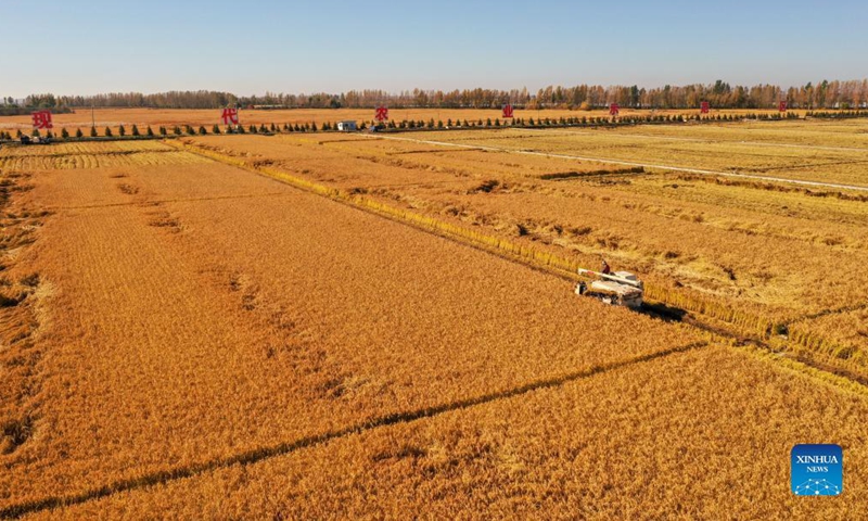 Aerial photo taken on Oct. 12, 2021 shows farmers operating rice harvesters in Wanchang Town of Yongji County in Jilin City, northeast China's Jilin Province. (Xinhua/Zhang Nan)