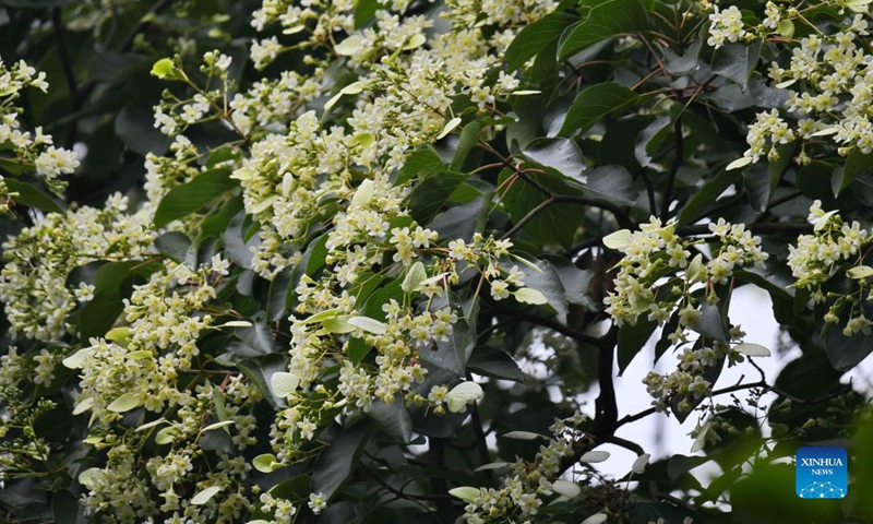 Photo taken on Oct. 8, 2021 shows an emmenopterys henryi tree in the Longquanshan city forest park in Chengdu, southwest China's Sichuan Province. A total of 35 emmenopterys henryi trees have been found in the city forest park. The plant is under China's second-class protection. (Xinhua/Liu Kun)