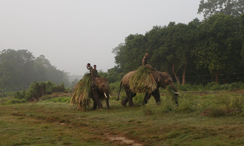 Elephants walk with grass taken from forest in Sauraha, a tourism hub in southwest Nepal's Chitwan district, Nov. 3, 2019. (Photo: Xinhua)