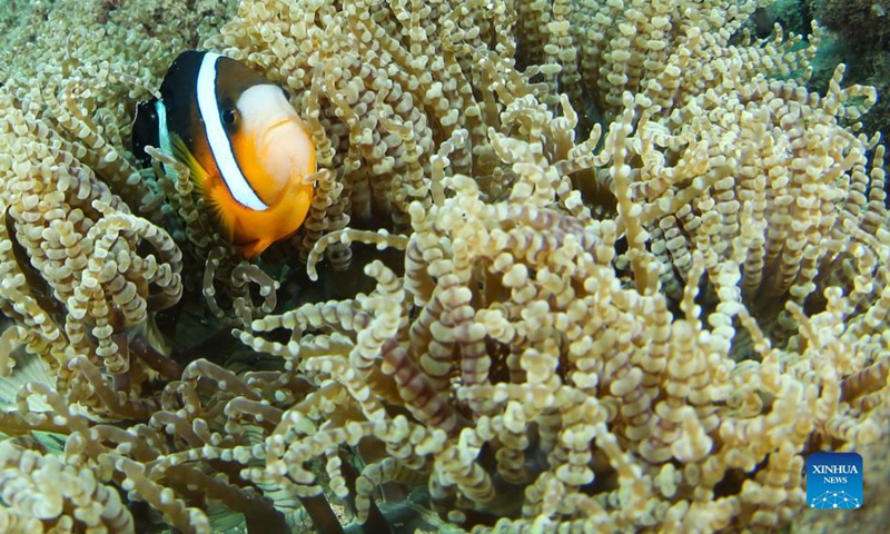 Photo taken on Sept. 29, 2021 shows a clownfish and sea anemone in the waters of Fenjiezhou Island of Hainan Province, south China. (Xinhua/Yang Guanyu)