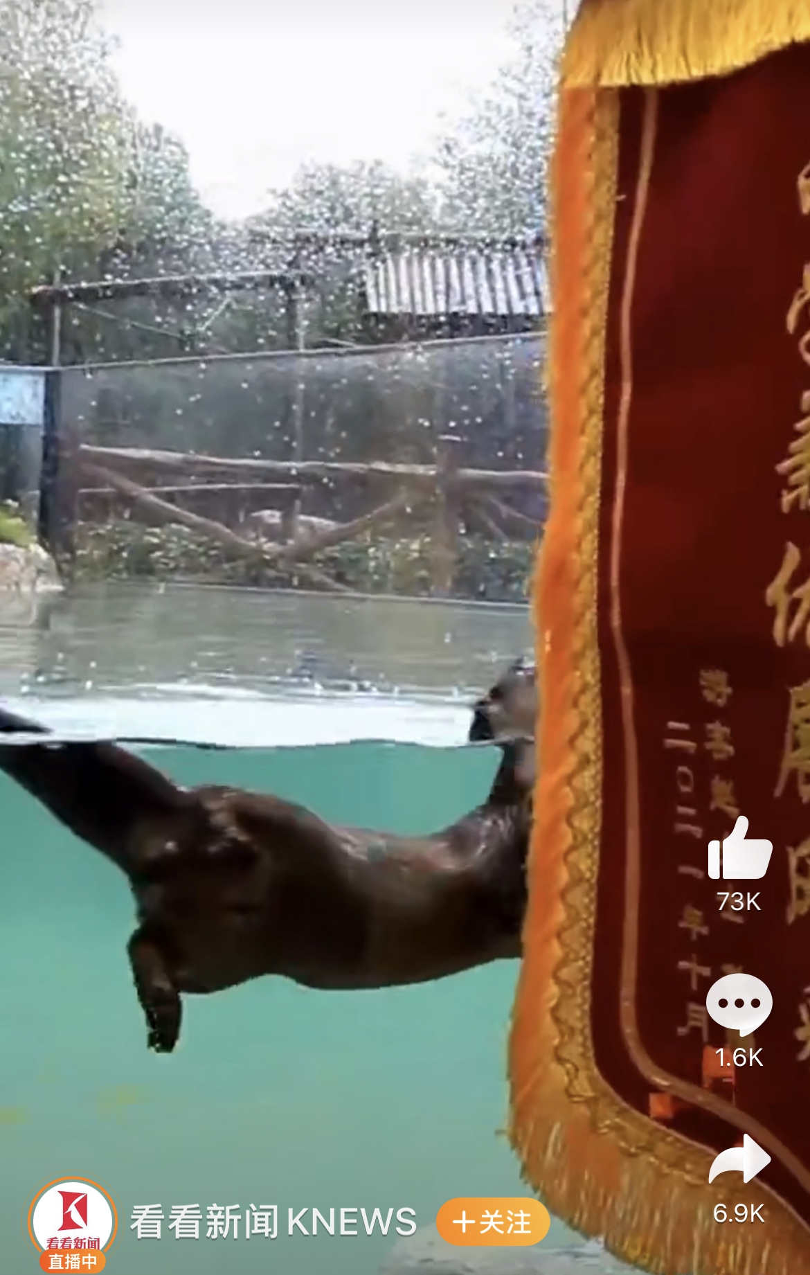An otter named Youtiao in Shanghai Wild Animal Park was awarded a banner for helping picking up her cell phone dropped in water during the National Day holiday on October 7. Photo: Sina Weibo