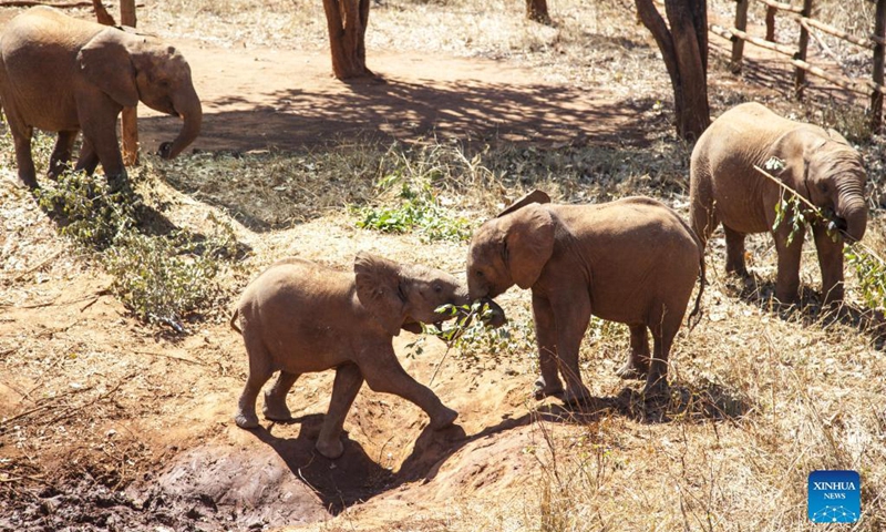 Baby elephants play at an elephant nursery in Lilayi, south of Lusaka, Zambia, on July 30, 2021. While elephant poaching causes decimation to the species' population and is widely blamed, another aspect of poaching also requires more attention -- that is the bereaved baby elephants.(Photo: Xinhua)