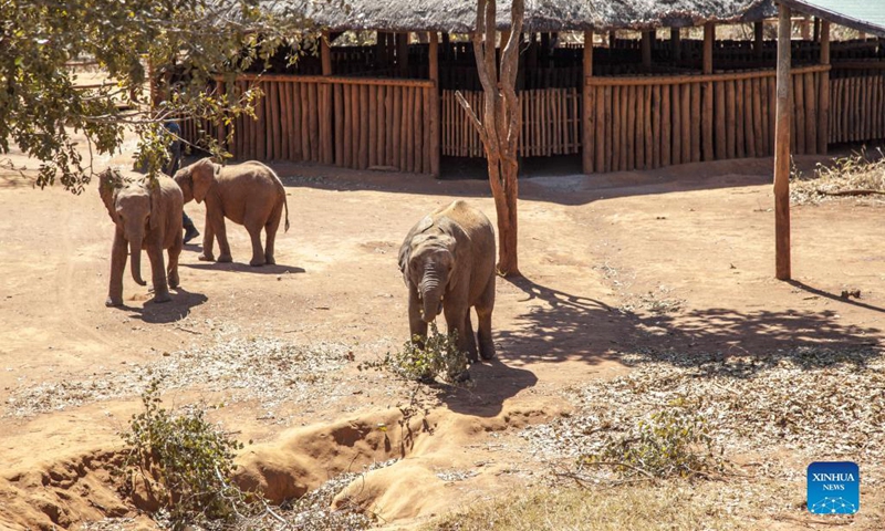 Baby elephants play at an elephant nursery in Lilayi, south of Lusaka, Zambia, on July 30, 2021. While elephant poaching causes decimation to the species' population and is widely blamed, another aspect of poaching also requires more attention -- that is the bereaved baby elephants.(Photo: Xinhua)