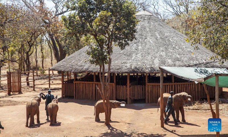 Baby elephants play at an elephant nursery in Lilayi, south of Lusaka, Zambia, on July 30, 2021. While elephant poaching causes decimation to the species' population and is widely blamed, another aspect of poaching also requires more attention -- that is the bereaved baby elephants.(Photo: Xinhua)