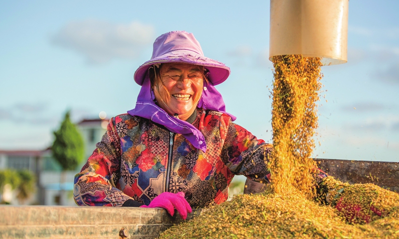 A farmer harvests rice paddy in Hai'an, East China's Jiangsu Province on Tuesday. As harvest time begins for the city's 36,667 hectares of premium paddy crops, local villagers are busy making their fortunes. Photo: cnsphoto