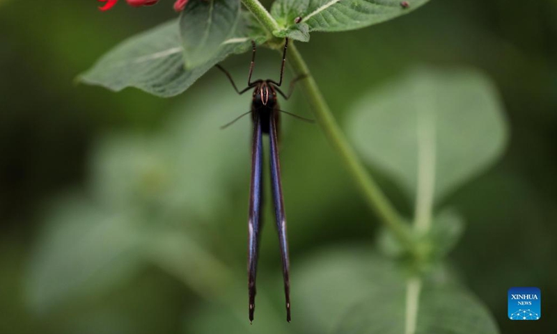 A blue morpho butterfly is seen at a zoo in Jerusalem on Oct. 12, 2021. An exhibition stepping into the world of butterflies opened this month at the zoo. (Photo by Gil Cohen Magen/Xinhua)