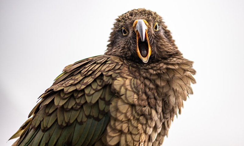 Photo taken on Oct. 10, 2021 shows a kea at Fox Glacier township, South Island, New Zealand.(Photo: Xinhua)