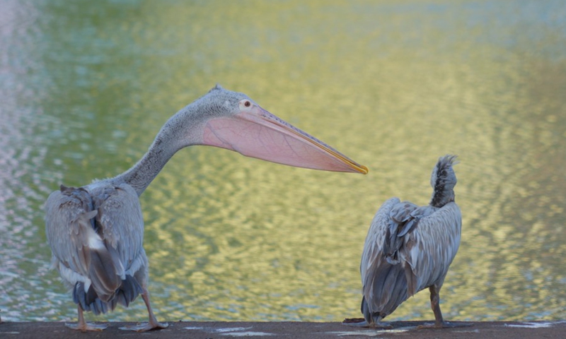 Photo taken on Oct. 8, 2021 shows pelicans on Beira Lake, Colombo, Sri Lanka.(Photo: Xinhua)