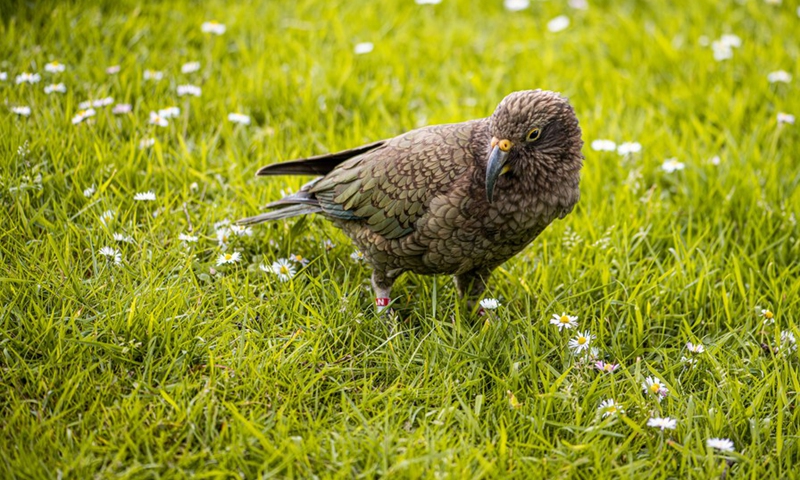 Photo taken on Oct. 10, 2021 shows a kea at Fox Glacier township, South Island, New Zealand.(Photo: Xinhua)