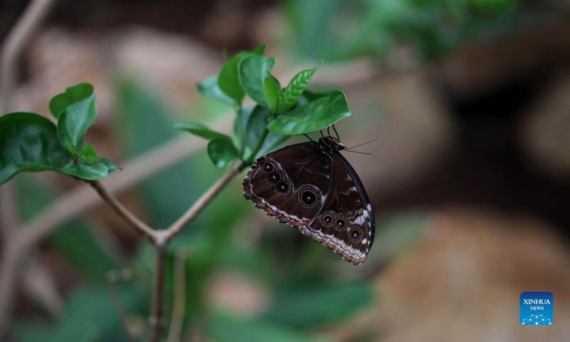 A blue morpho butterfly is seen at a zoo in Jerusalem on Oct. 12, 2021. An exhibition stepping into the world of butterflies opened this month at the zoo. (Photo by Gil Cohen Magen/Xinhua)