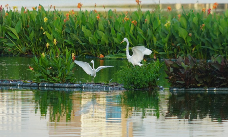 Photo taken on Sept. 14, 2021 shows herons on ecological floating islands on Beira Lake, Colombo, Sri Lanka.(Photo: Xinhua)