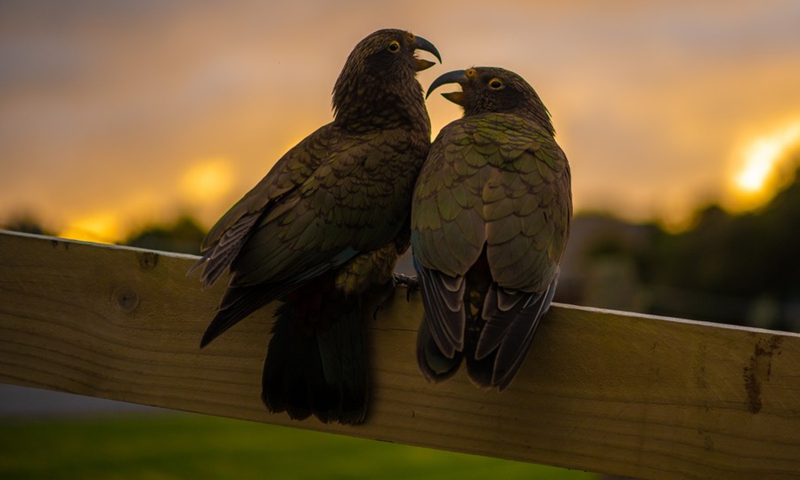 Photo taken on Oct. 10, 2021 shows keas at Fox Glacier township, South Island, New Zealand. (Photo: Xinhua)