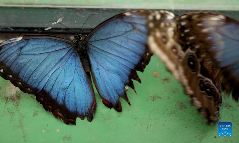 Blue morpho butterflies are seen at a zoo in Jerusalem on Oct. 12, 2021. An exhibition stepping into the world of butterflies opened this month at the zoo. (Photo by Gil Cohen Magen/Xinhua)