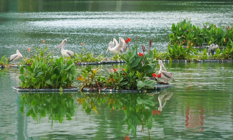 Photo taken on Sept. 22, 2021 shows pelicans on ecological floating islands on Beira Lake, Colombo, Sri Lanka. (Photo: Xinhua)