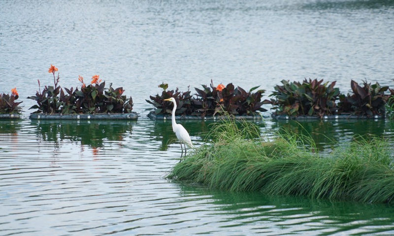 Photo taken on Oct. 8, 2021 shows a heron on ecological floating islands on Beira Lake, Colombo, Sri Lanka.(Photo: Xinhua)