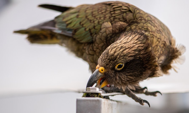 Photo taken on Oct. 10, 2021 shows a kea at Fox Glacier township, South Island, New Zealand.(Photo: Xinhua)