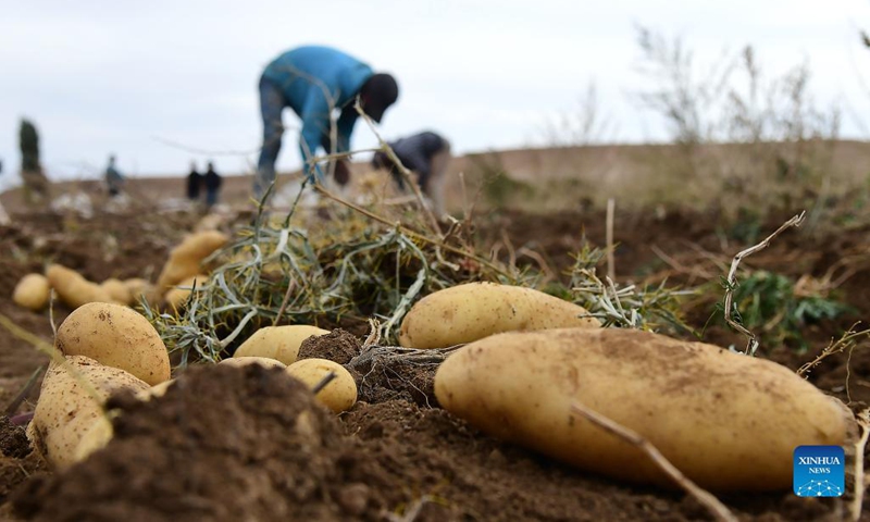 Farmers harvest potatoes in the countryside of Damascus, Syria, on Oct. 12, 2021.(Photo: Xinhua)