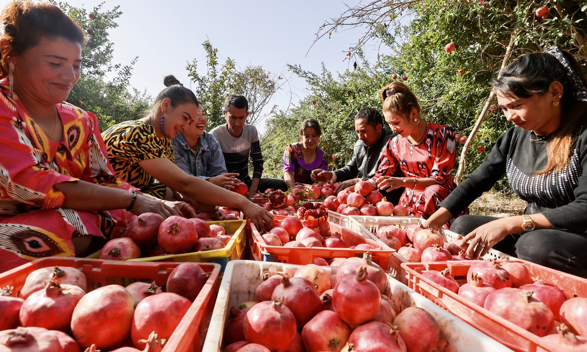 Villagers pick pomegranates in Tuopa village in Hotan Prefecture of Northwest China's Xinjiang Uygur Autonomous Region on October 1. Photo:Xinhua