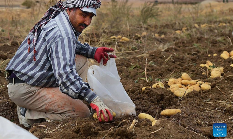 A farmer harvests potatoes in the countryside of Damascus, Syria, on Oct. 12, 2021.(Photo: Xinhua)