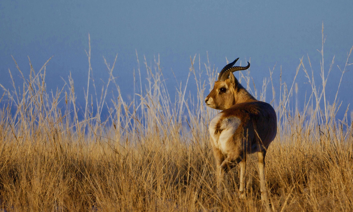A Przewalski's gazelle Photo: Courtesy of Ge Yuxiu