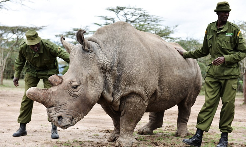 File photo shows guards stand near the female northern white rhino called Najin inside an open enclosure at Ol Pejeta Conservancy in Nanyuki, Kenya, April 17, 2015.(Photo: Xinhua)