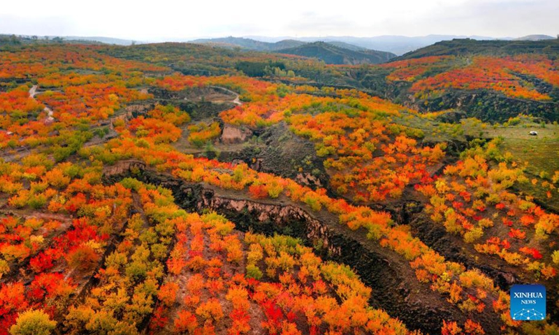 Aerial photo taken on Oct. 14, 2021 shows the red leaves in Hanjialiang Village of Guta Town, Yulin City, northwest China's Shaanxi Province. (Xinhua/Tao Ming)