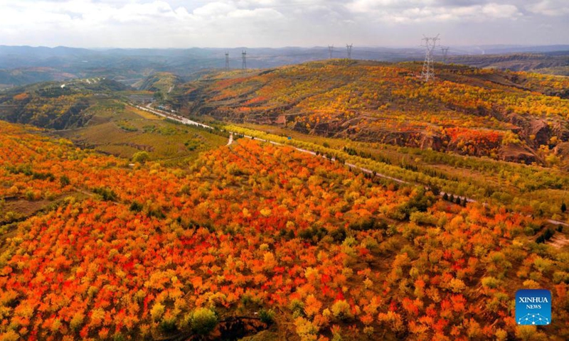 Aerial photo taken on Oct. 14, 2021 shows the red leaves in Hanjialiang Village of Guta Town, Yulin City, northwest China's Shaanxi Province. (Xinhua/Tao Ming)
