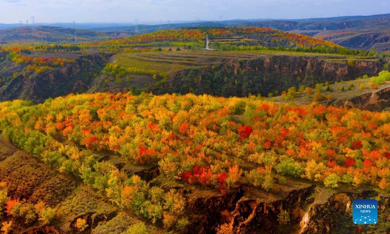Aerial photo taken on Oct. 14, 2021 shows the red leaves in Hanjialiang Village of Guta Town, Yulin City, northwest China's Shaanxi Province. (Xinhua/Tao Ming)
