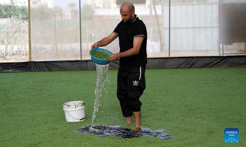 Palestinian farmer Ibrahim Al-Zeraei checks Azolla ferns in a greenhouse at his farm, in Dir Al Balah city, central Gaza Strip, Oct. 13, 2021. Due to high price of animal feed in the Gaza Strip, Palestinian farmers are cultivating Azolla ferns to feed their livestock.(Photo: Xinhua)