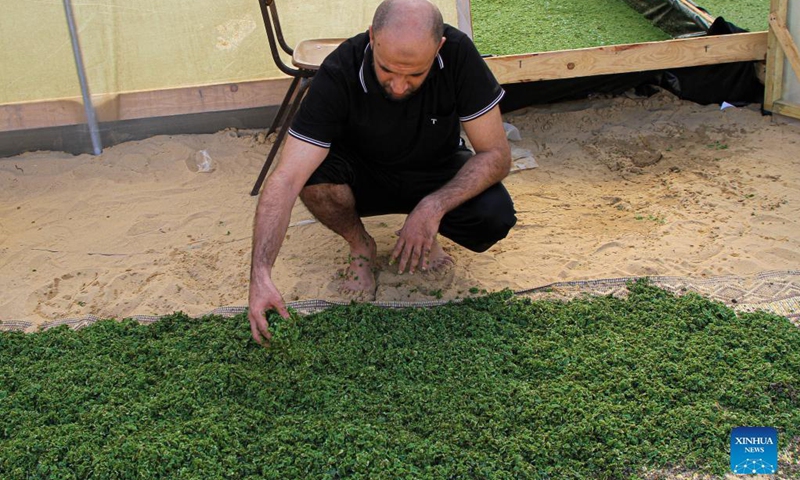 Palestinian farmer Ibrahim Al-Zeraei airs Azolla ferns in a greenhouse at his farm, in Dir Al Balah city, central Gaza Strip, Oct. 13, 2021. Due to high price of animal feed in the Gaza Strip, Palestinian farmers are cultivating Azolla ferns to feed their livestock.(Photo: Xinhua)