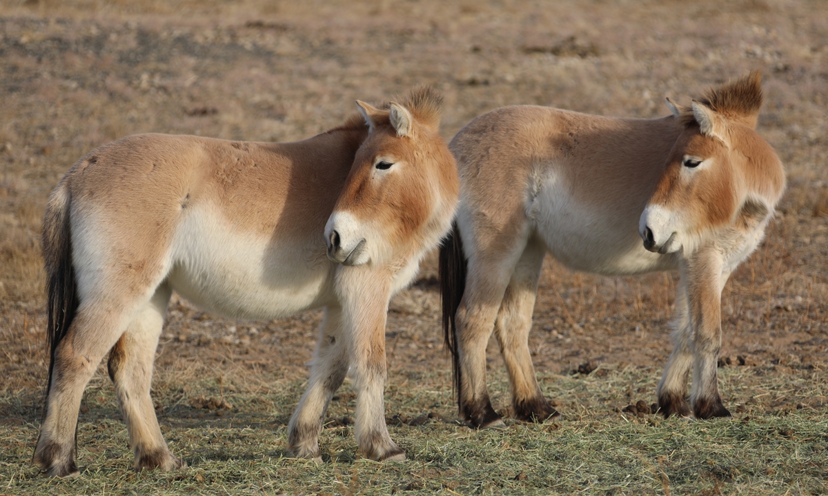 Przewalski's twin horses Photo: Courtesy of Zhang Hefan