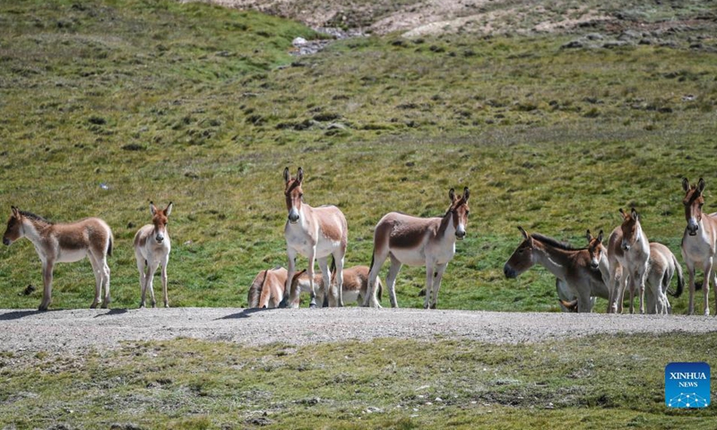 Photo taken on Aug. 25, 2020 shows a herd of Tibetan wild donkeys at the Sanjiangyuan National Park in northwest China's Qinghai Province. Sanjiangyuan, meaning the source of three rivers, is home to the headwaters of the Yangtze, Yellow and Lancang rivers. The ecological system has been steadily improving in recent years in the Sanjiangyuan National Park, making it a habitat of an increasing number of wild animals. (Photo by Pan Binbin/Xinhua)