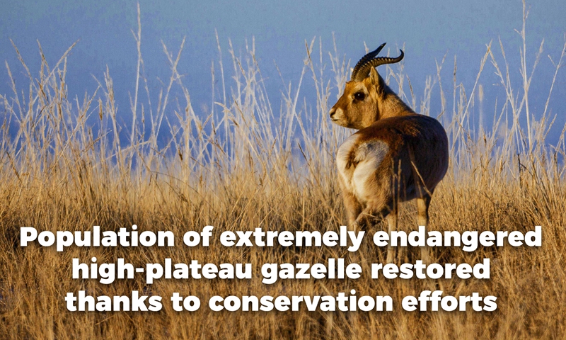 Population of extremely endangered high-plateau gazelle restored thanks to  conservation efforts - Global Times