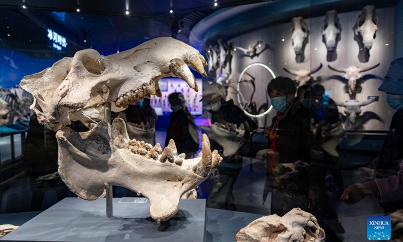 People view exhibits at a museum of Chengjiang Fossil site in Chengjiang County, southwest China's Yunnan Province, Oct. 14, 2021.Photo:Xinhua