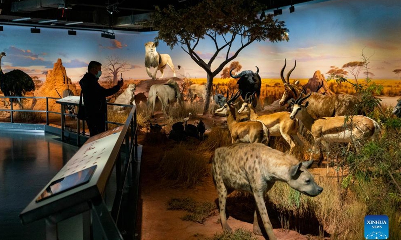 A man takes photos of exhibits at a museum of Chengjiang Fossil site in Chengjiang County, southwest China's Yunnan Province, Oct. 13, 2021.Photo:Xinhua