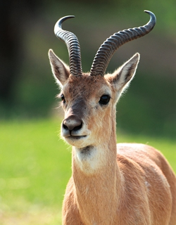 A Chinese diagonal gazelle Photo: Courtesy of Ge Yuxiu