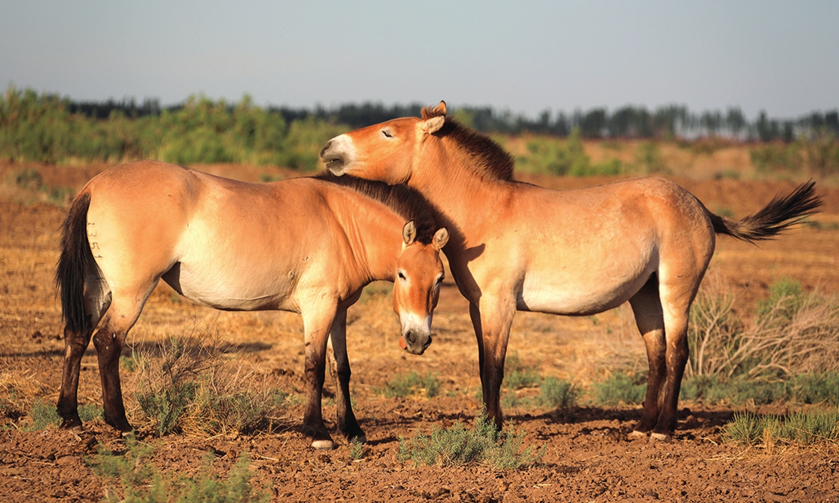 Przewalski's horses Photo: VCG 