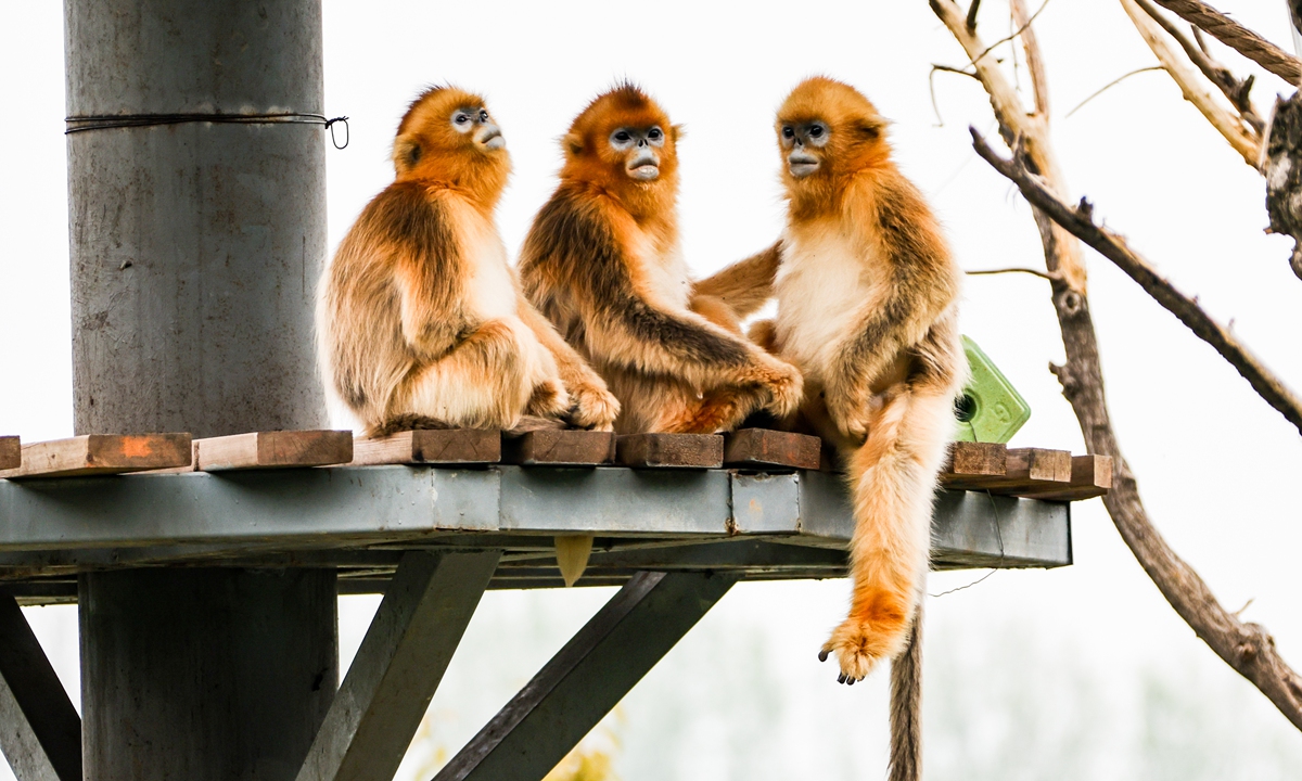Three adorable golden monkeys in a park in Zhouzhi, Northwest China's Shaanxi Province, seem to be discussing something on Sunday morning. Photo: IC