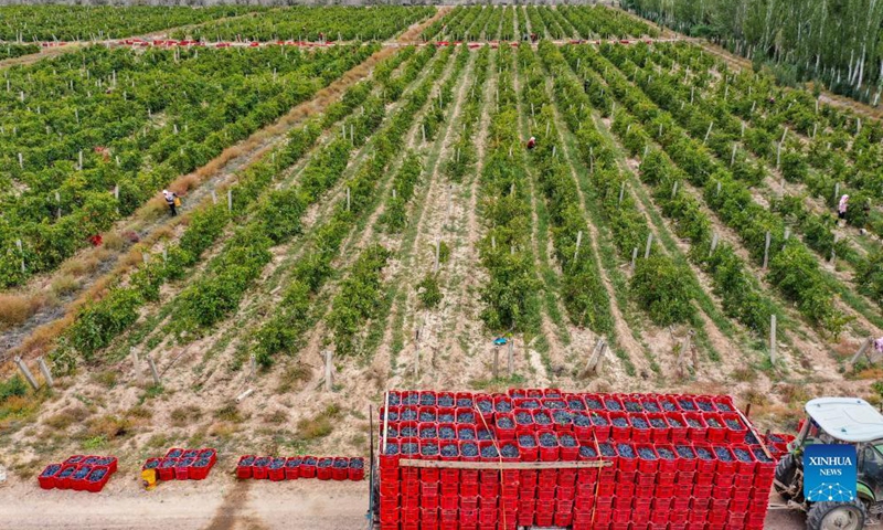 Aerial photo taken on Oct. 14, 2021 shows workers harvesting grapes in a vineyard at the eastern foot of Helan Mountain, northwest China's Ningxia Hui Autonomous Region.Photo: Xinhua