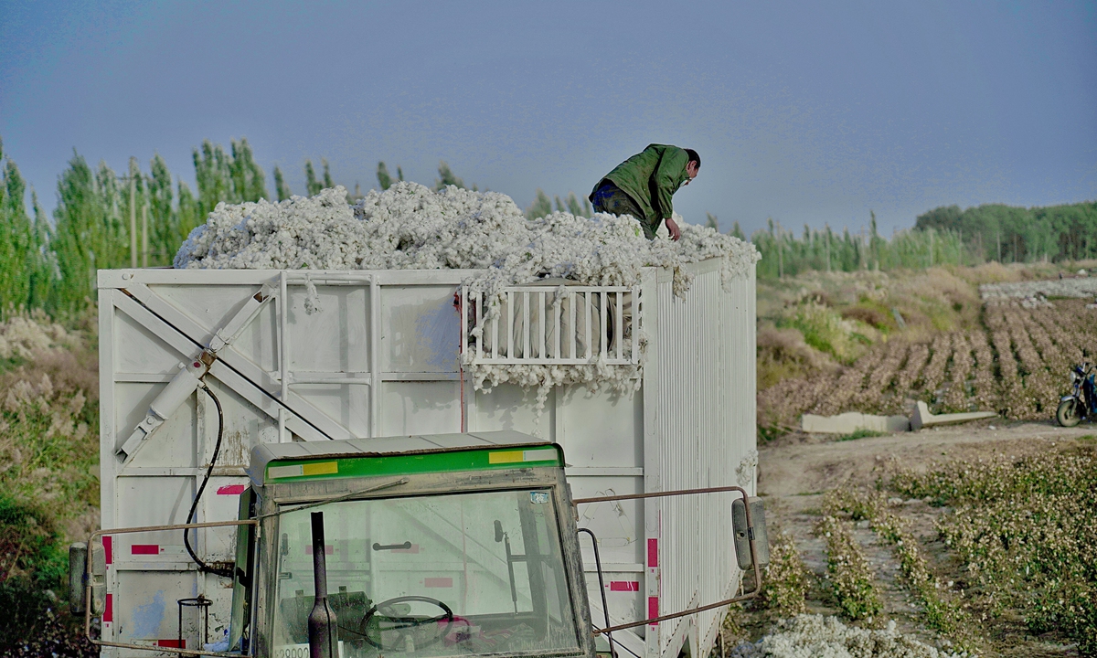 A view of a cotton farm in Shaya county, Northwest China's Xinjiang Uygur Autonomous Region on Friday Photo: Lin Luwen/GT
