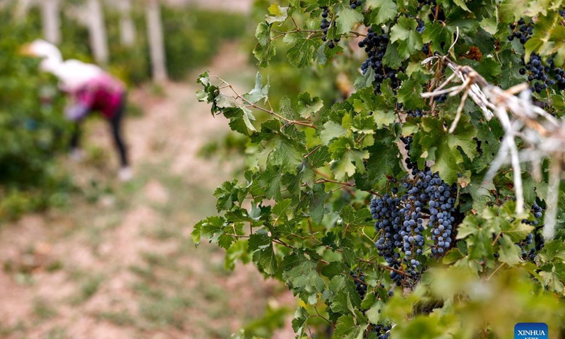 Workers harvest grapes in a vineyard at the eastern foot of Helan Mountain, northwest China's Ningxia Hui Autonomous Region, Oct. 14, 2021.Photo: Xinhua