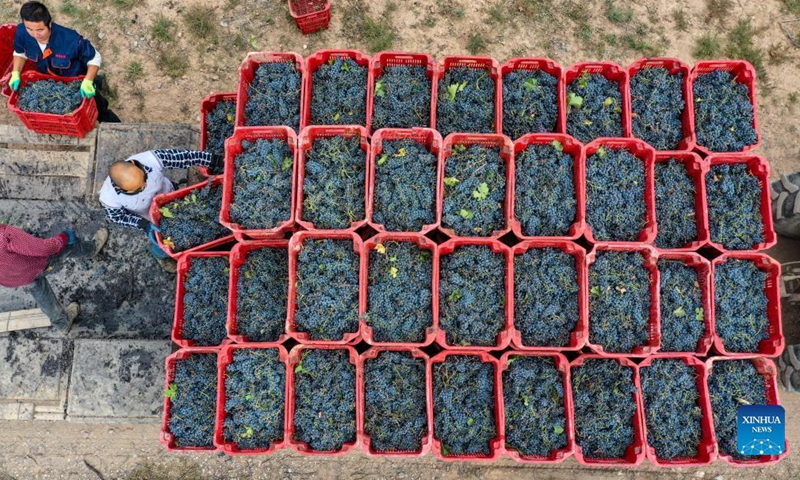 Workers convey grapes in a vineyard at the eastern foot of Helan Mountain, northwest China's Ningxia Hui Autonomous Region, Oct. 14, 2021.Photo: Xinhua