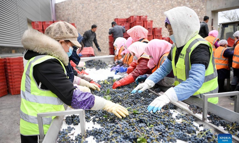Workers sort grapes in a wine chateau at the eastern foot of Helan Mountain, northwest China's Ningxia Hui Autonomous Region, Oct. 14, 2021.Photo: Xinhua