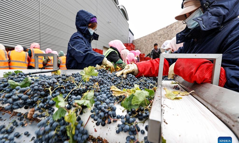 Workers sort grapes in a wine chateau at the eastern foot of Helan Mountain, northwest China's Ningxia Hui Autonomous Region, Oct. 14, 2021.Photo: Xinhua